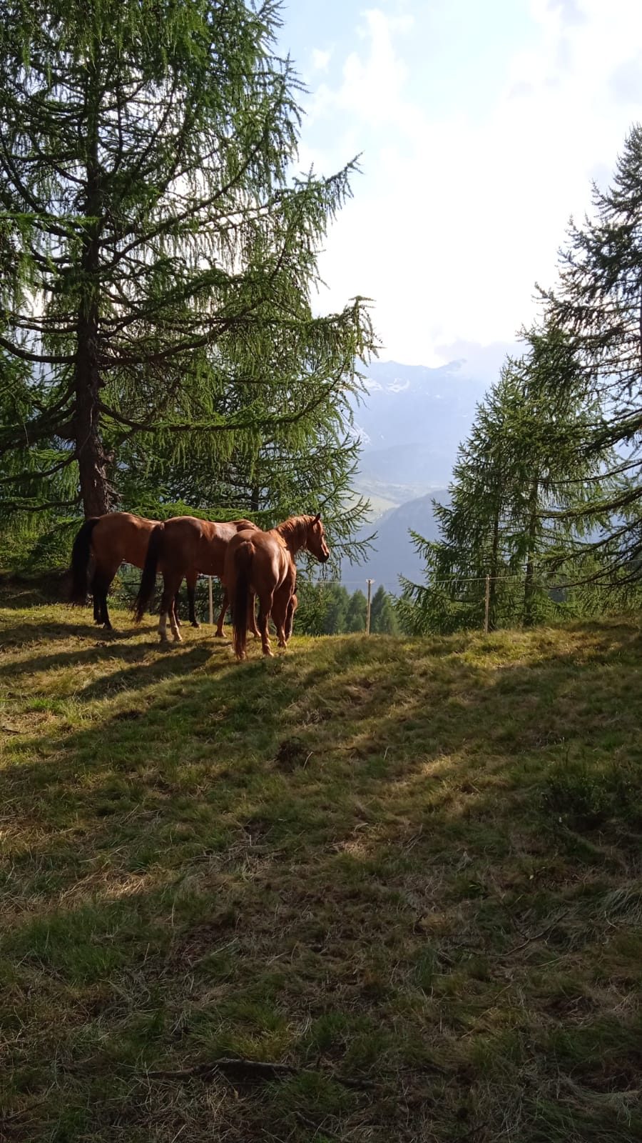 Attività a cavallo per bambini